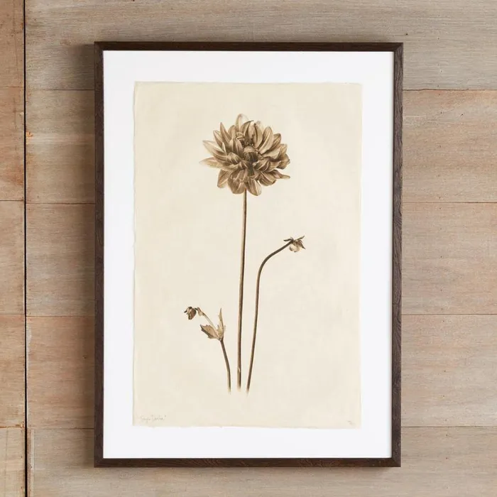 Women Flower Studies Print Anemone Sundance Catalog Decor Women Flower Studies Print Anemone Sundance Catalog Decor